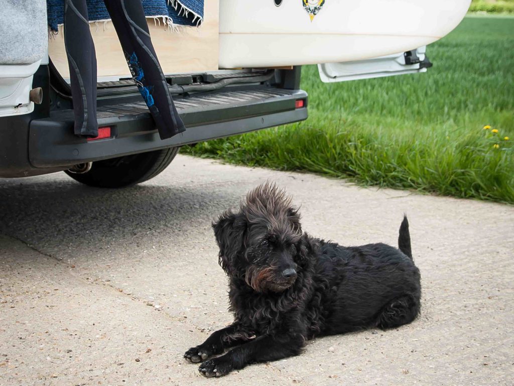 Campervan conversion and dog